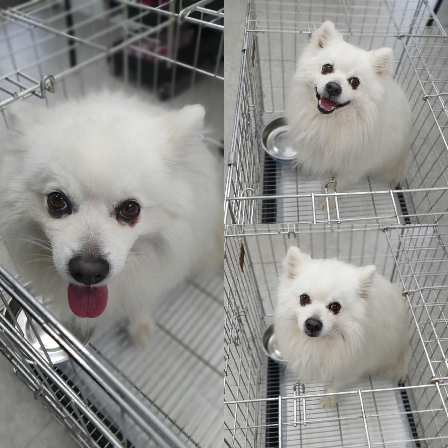 경주동물사랑보호센터_447505202400312
