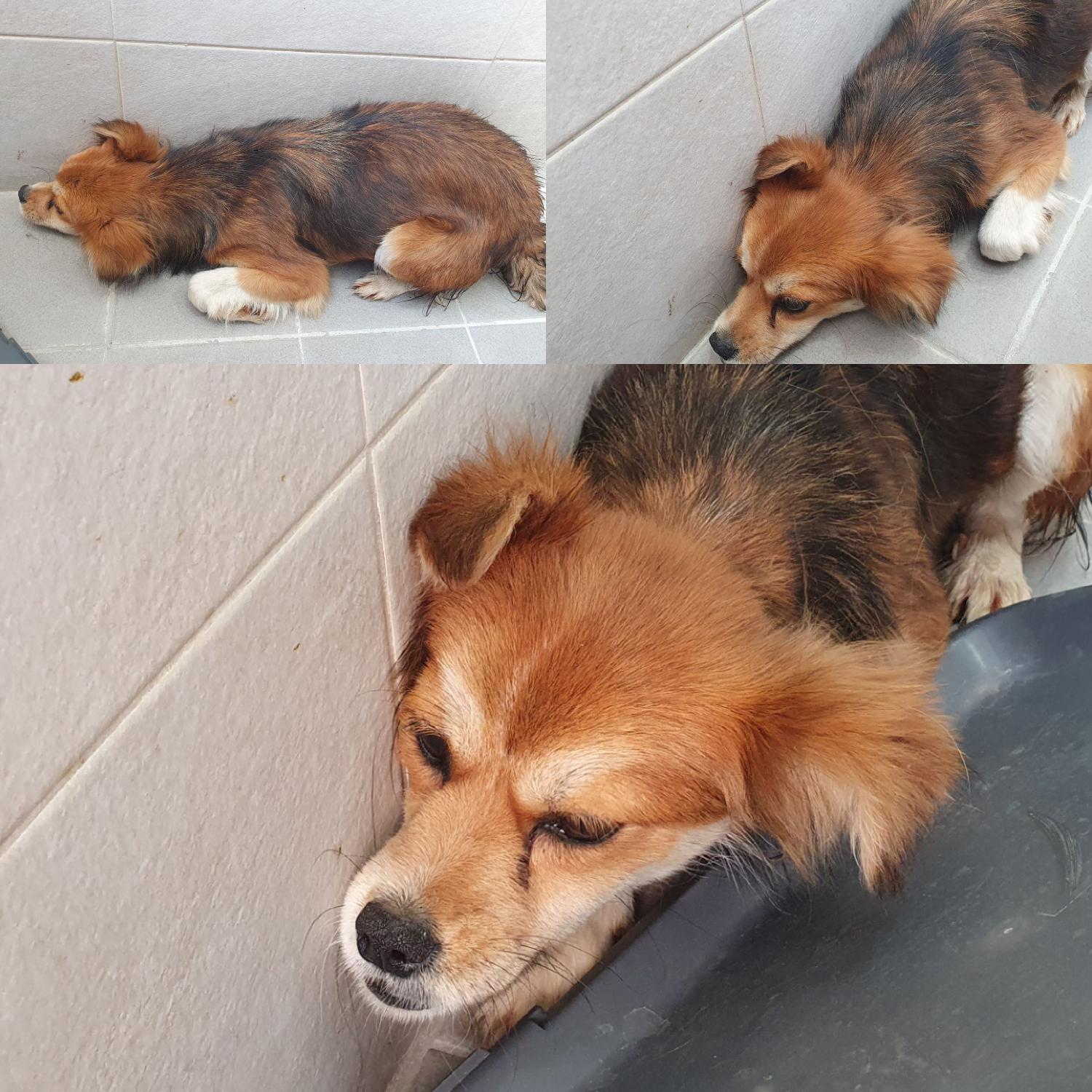 경주동물사랑보호센터_447505202400311