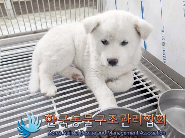 한국동물구조관리협회_441560202400379