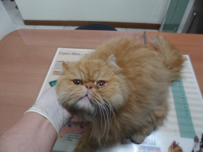 강현림동물병원_411320202400190
