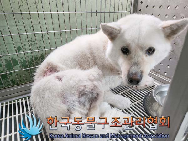 한국동물구조관리협회_441560202400374