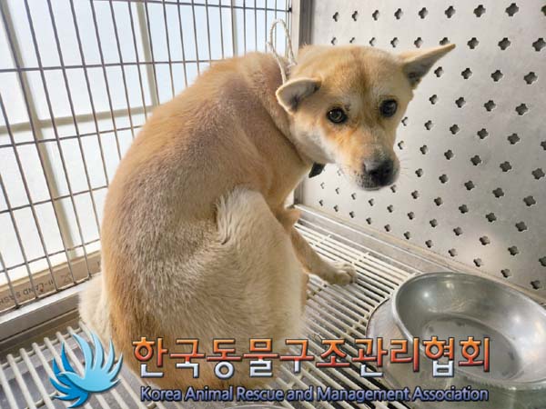 종료(안락사) 믹스…