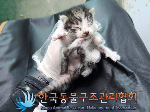 한국동물구조관리협회_441409202400447
