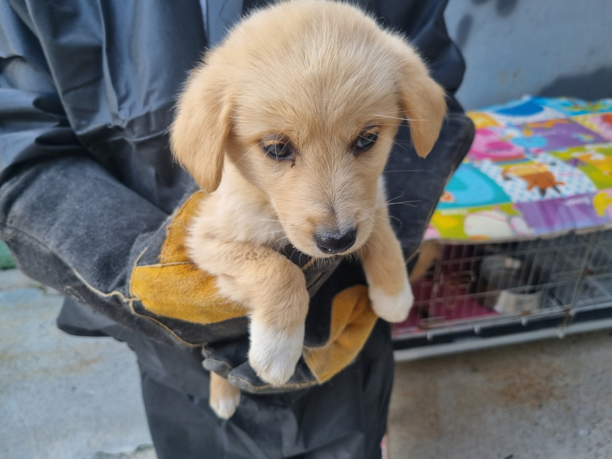 양산시 동물보호센터_448538202400217