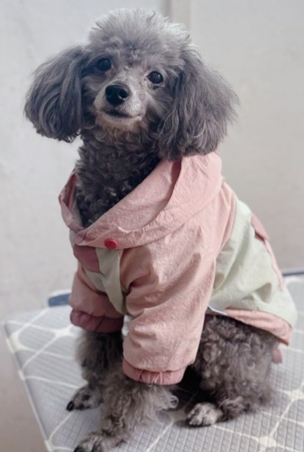 종료(반환) 푸들의…