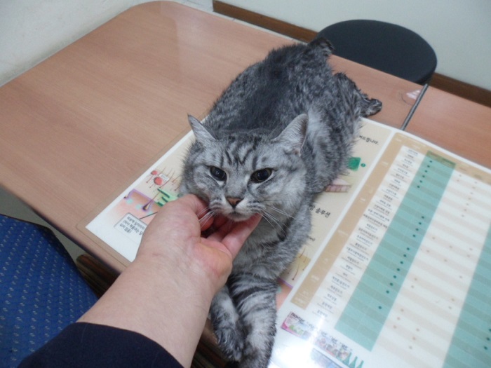 강현림동물병원_411314202400257