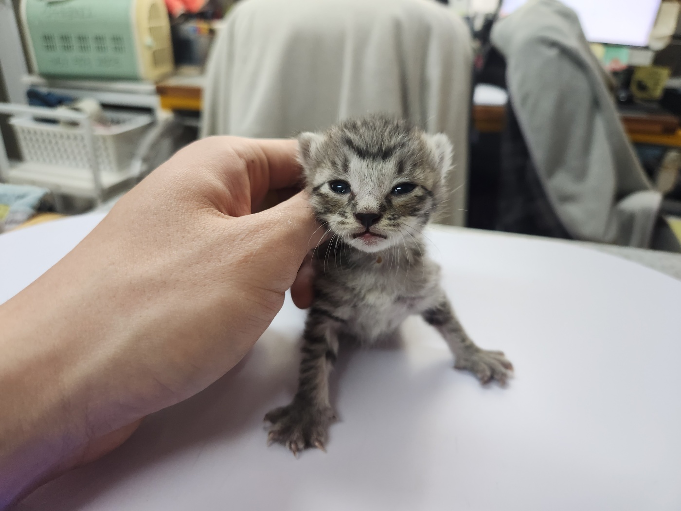 광주 동물보호소_429362202400226
