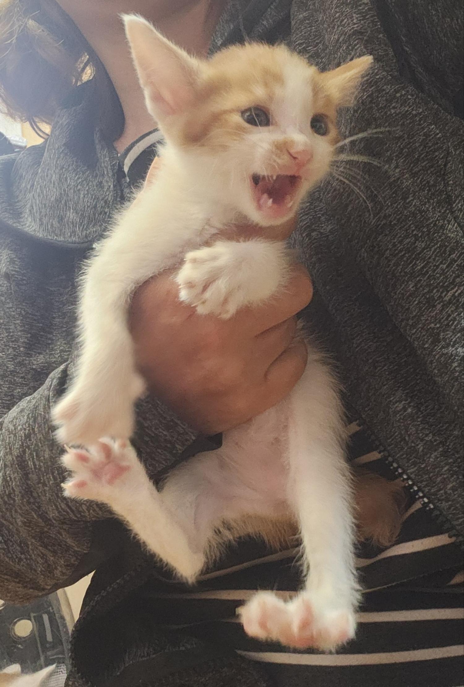울산유기동물보호센터_431371202400143