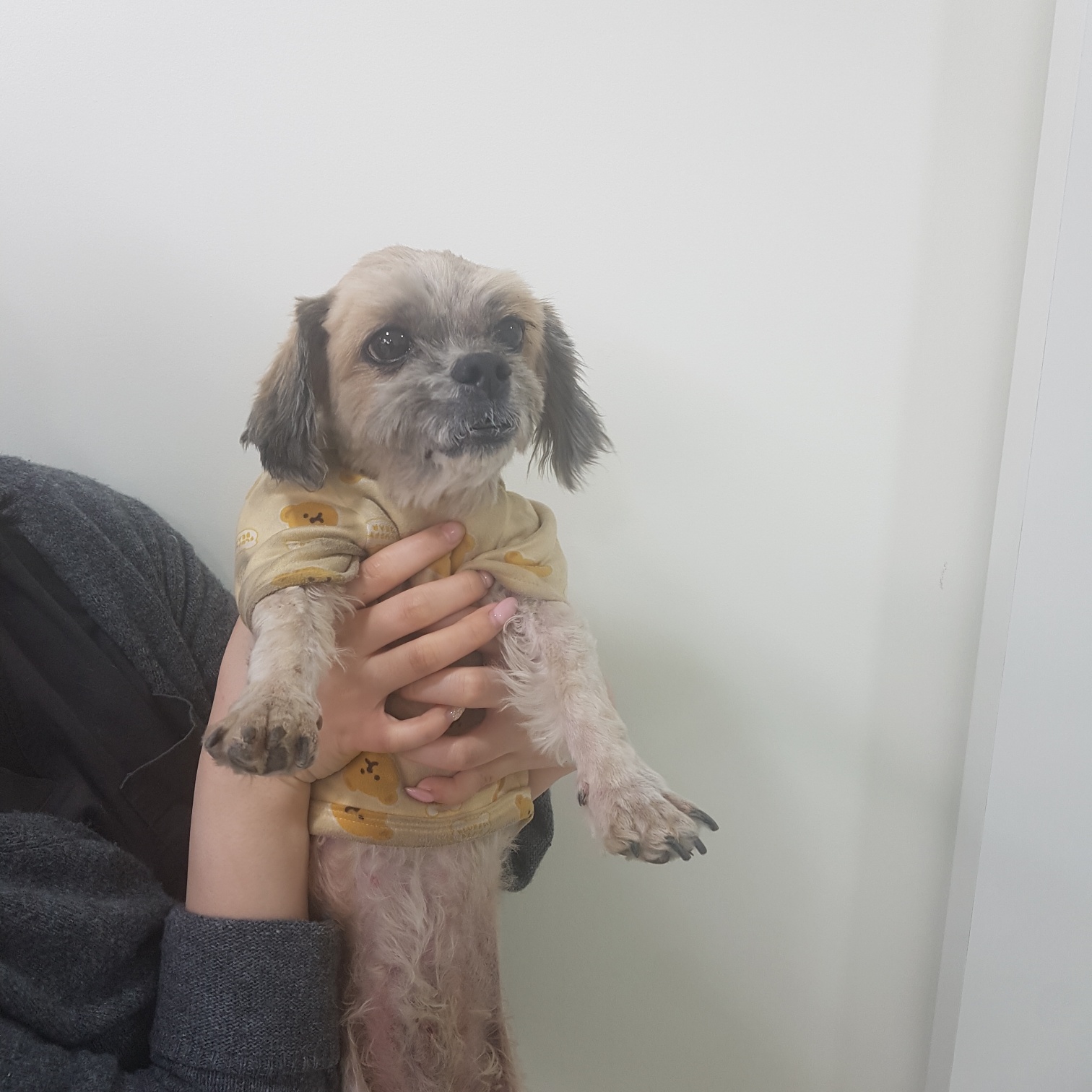 링크늘푸른동물병원_445464202401298