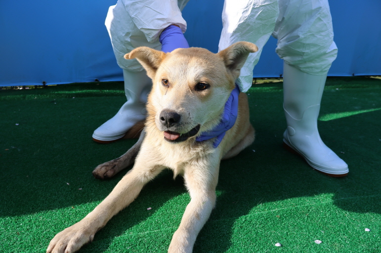 제주 동물보호센터_450650202401076