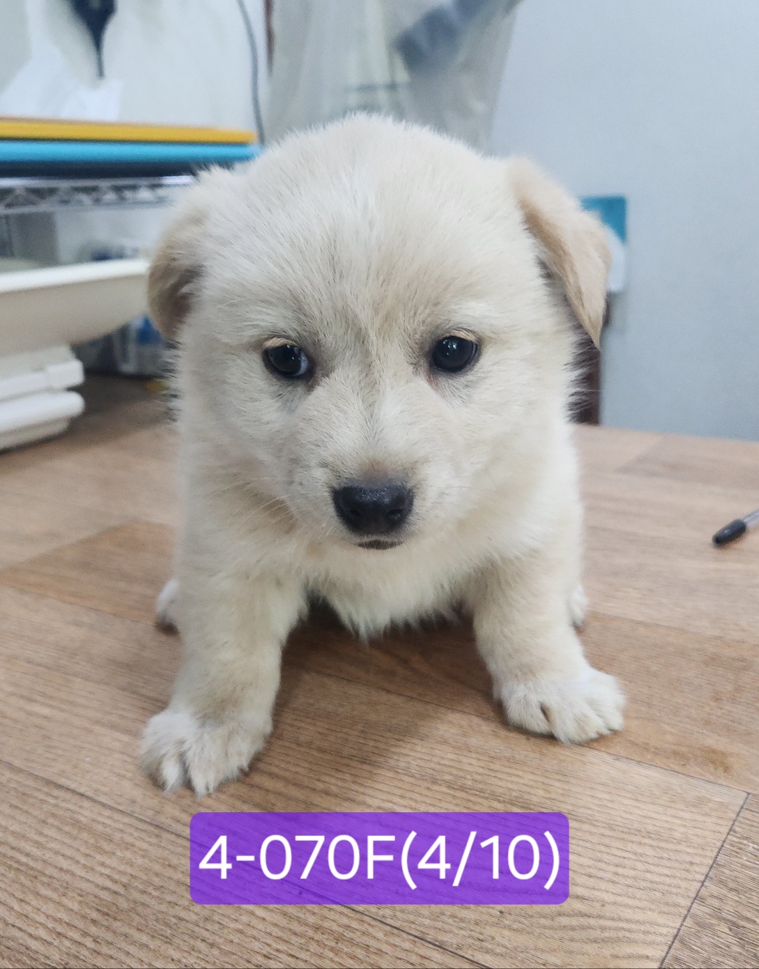 고성군유기동물보호소_448542202400753