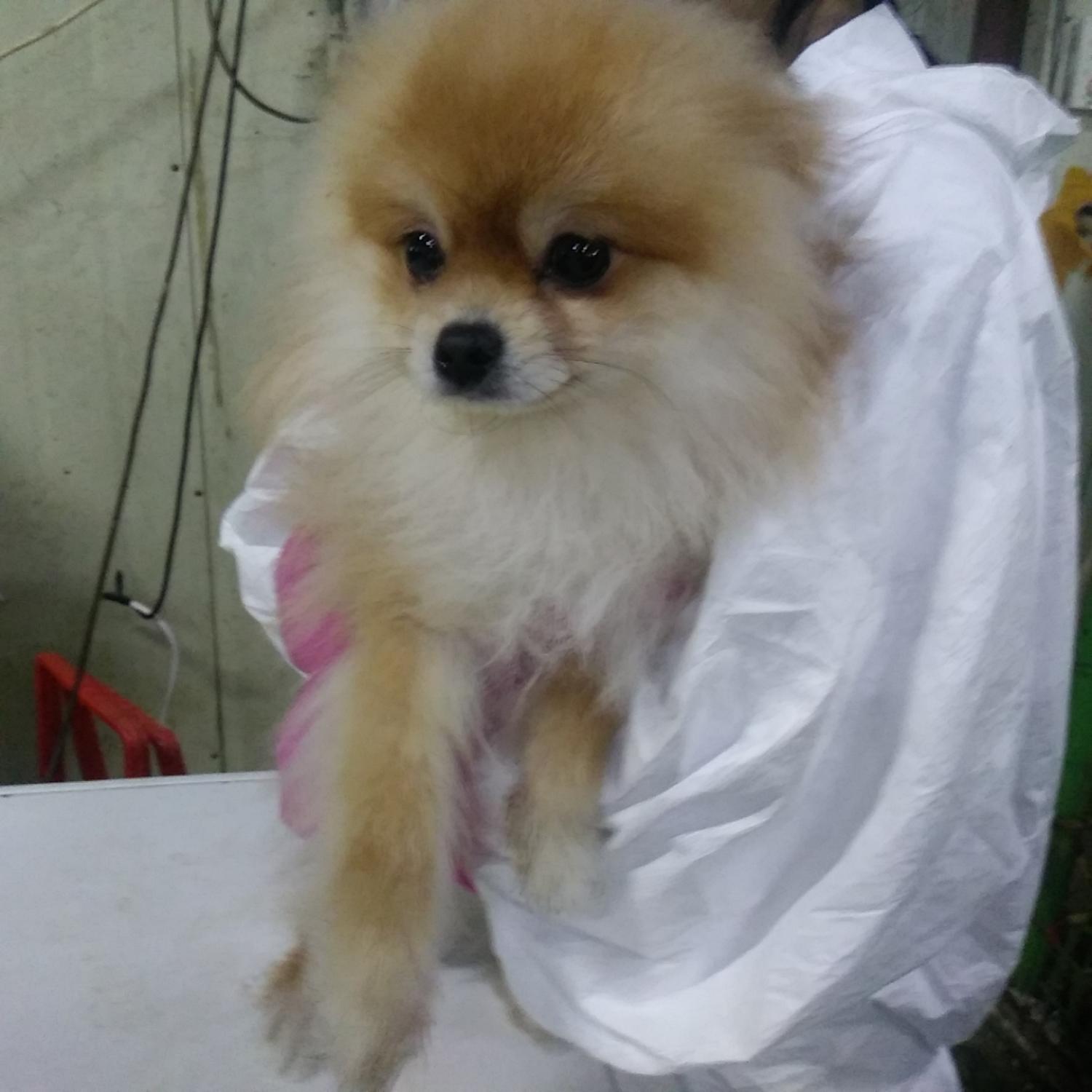 종료(기증) 포메라…