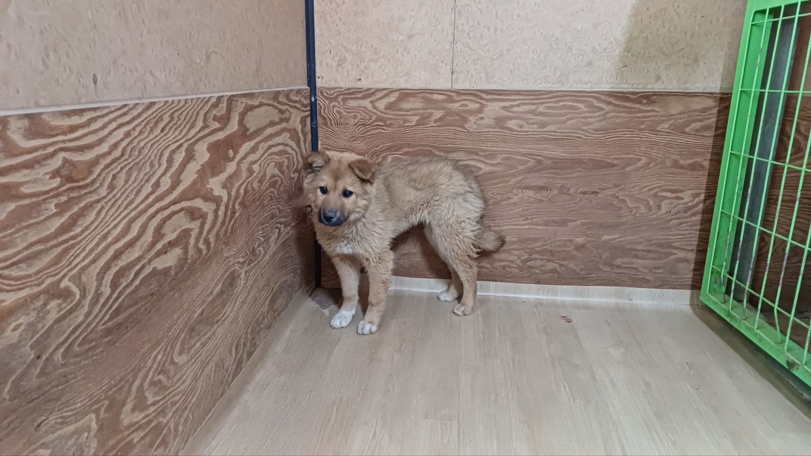 청도군동물보호소_447519202400162