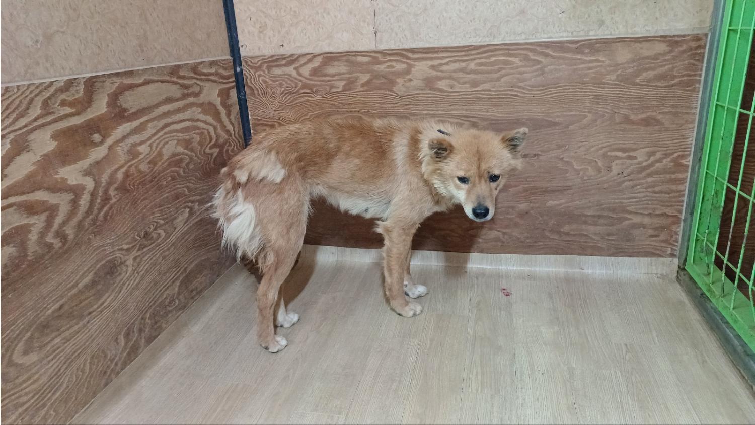 청도군동물보호소_447519202400161