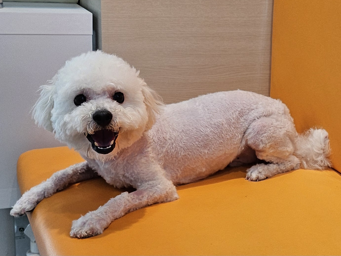 고양시동물보호센터_441394202400468