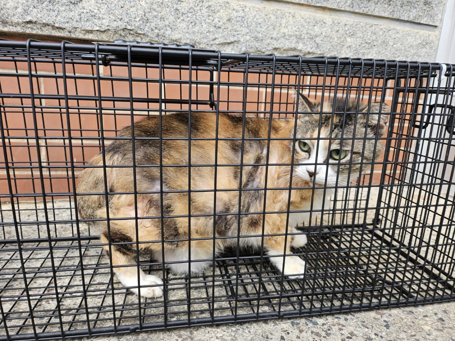 거제시유기동물보호소_448537202400639