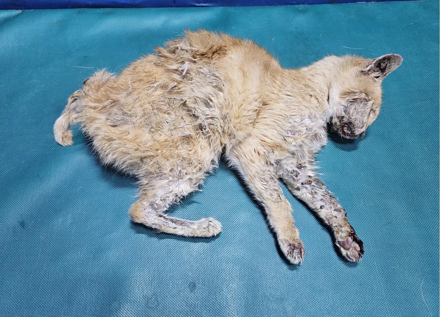 종료(자연사) 한국…