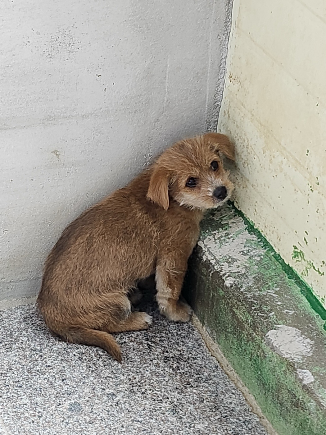 영주시 동물보호센터_447509202400104