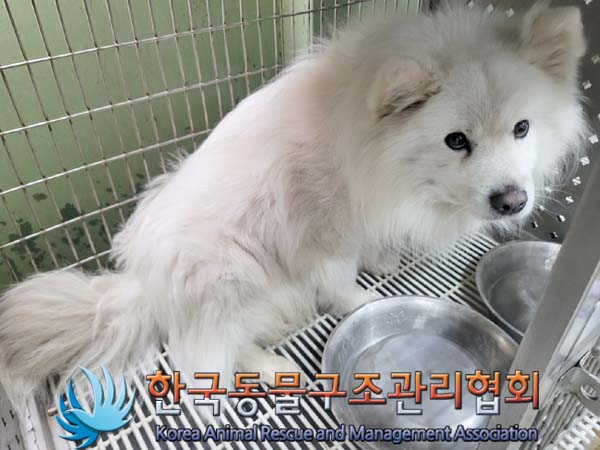 종료(반환) 믹스견…