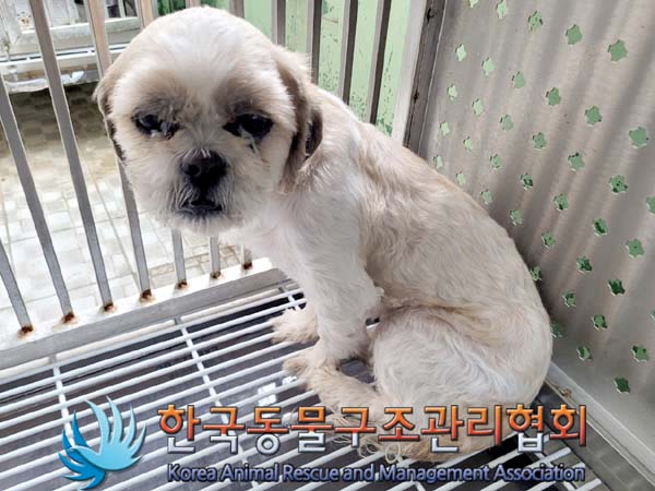 종료(반환) 시츄의…