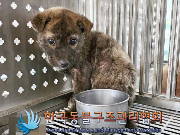 종료(안락사) 믹스…