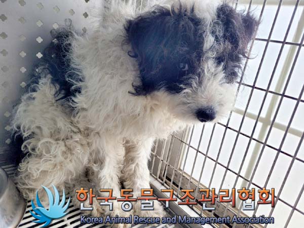 종료(입양) 믹스견…