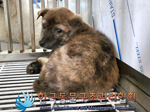 종료(안락사) 믹스…