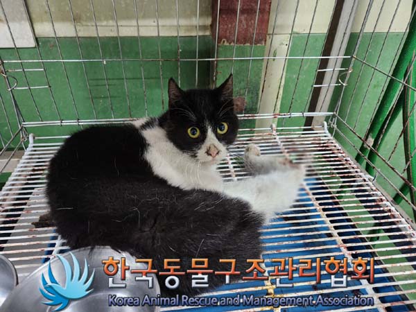종료(안락사) 한국…