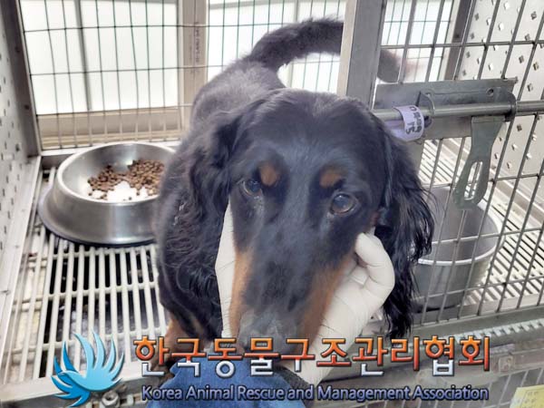 종료(기증) 닥스훈…