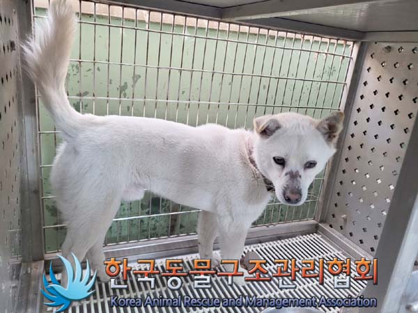 한국동물구조관리협회_441414202400201
