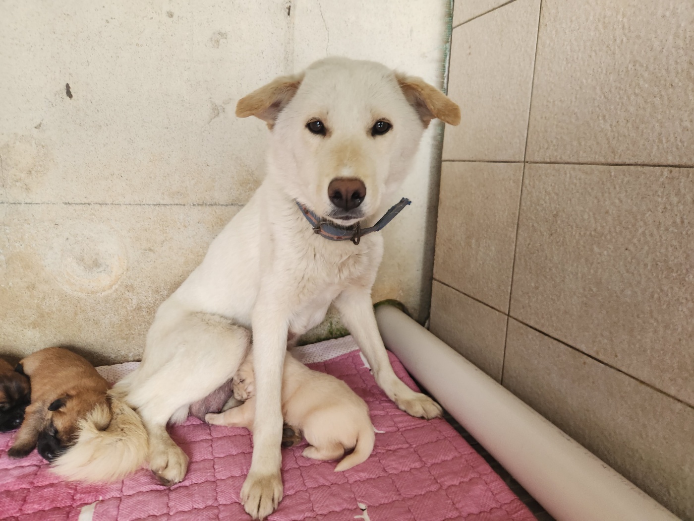 광주 동물보호소_429363202400299
