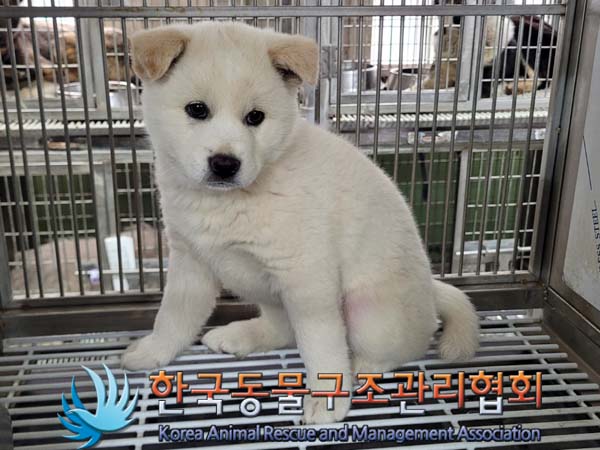한국동물구조관리협회_441560202400383