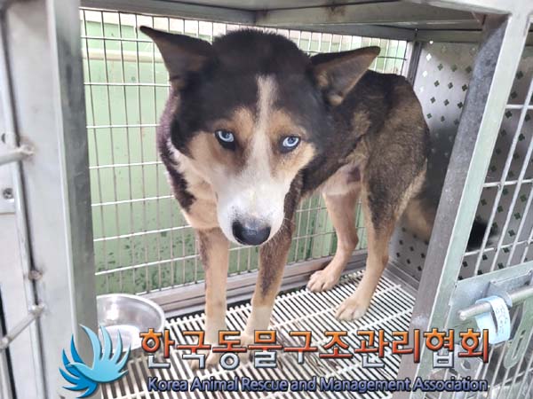 한국동물구조관리협회_441560202400390
