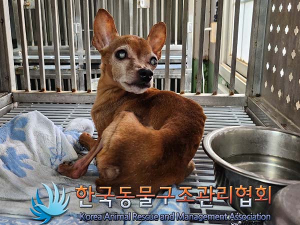 한국동물구조관리협회_411306202400284