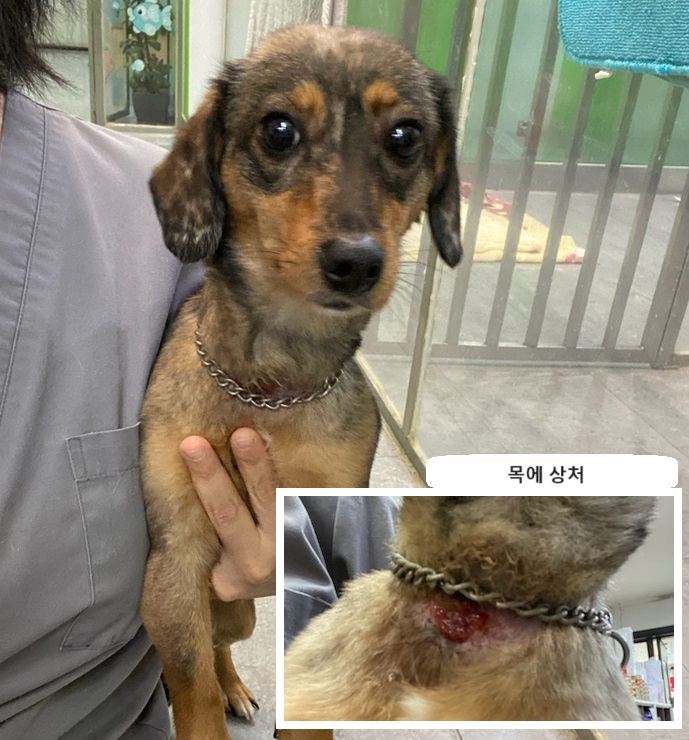 펫앤쉘터동물병원_441378202400273