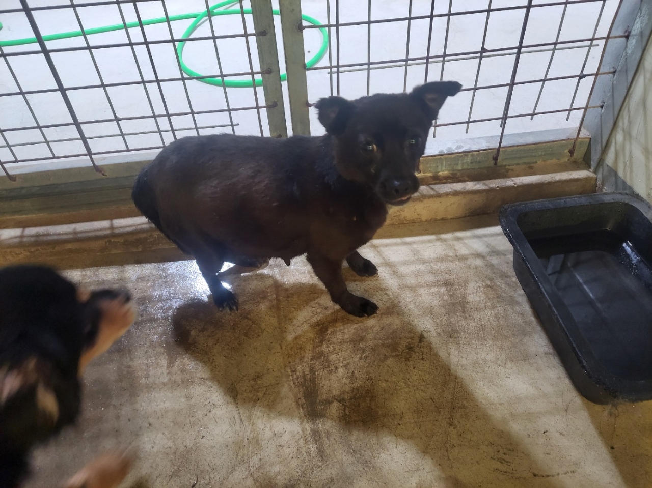 고흥군임시보호센터_446488202400089