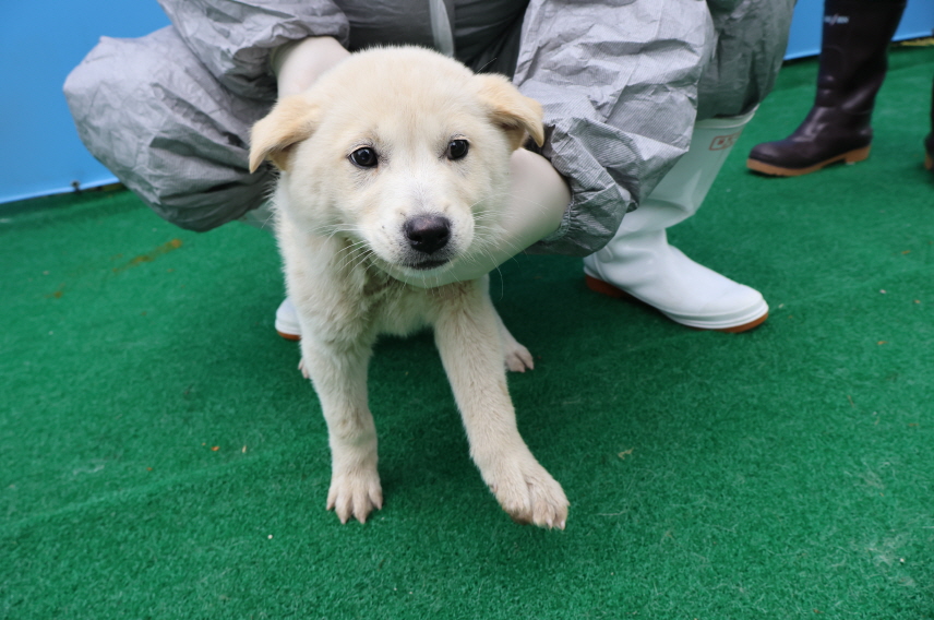 제주 동물보호센터_450650202401086