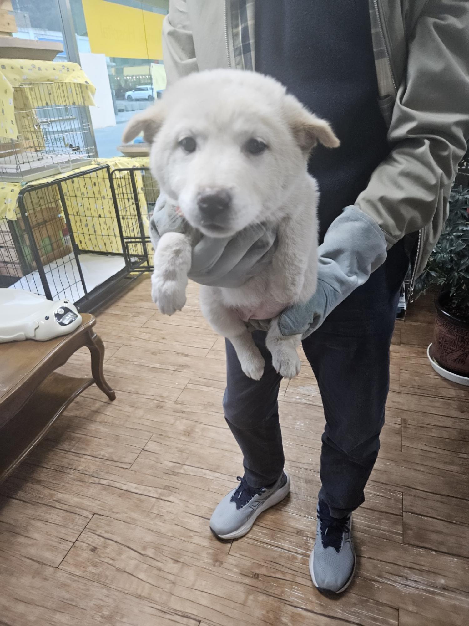 정선가축병원_442429202400306