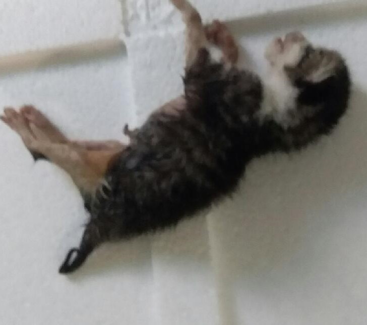 종료(자연사) 한국…