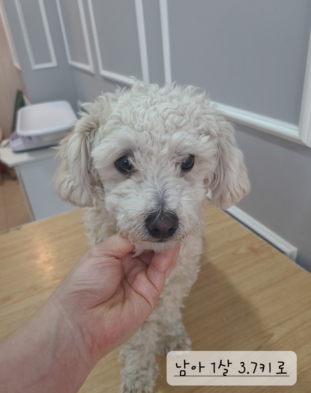 옥천동물병원_443443202400342