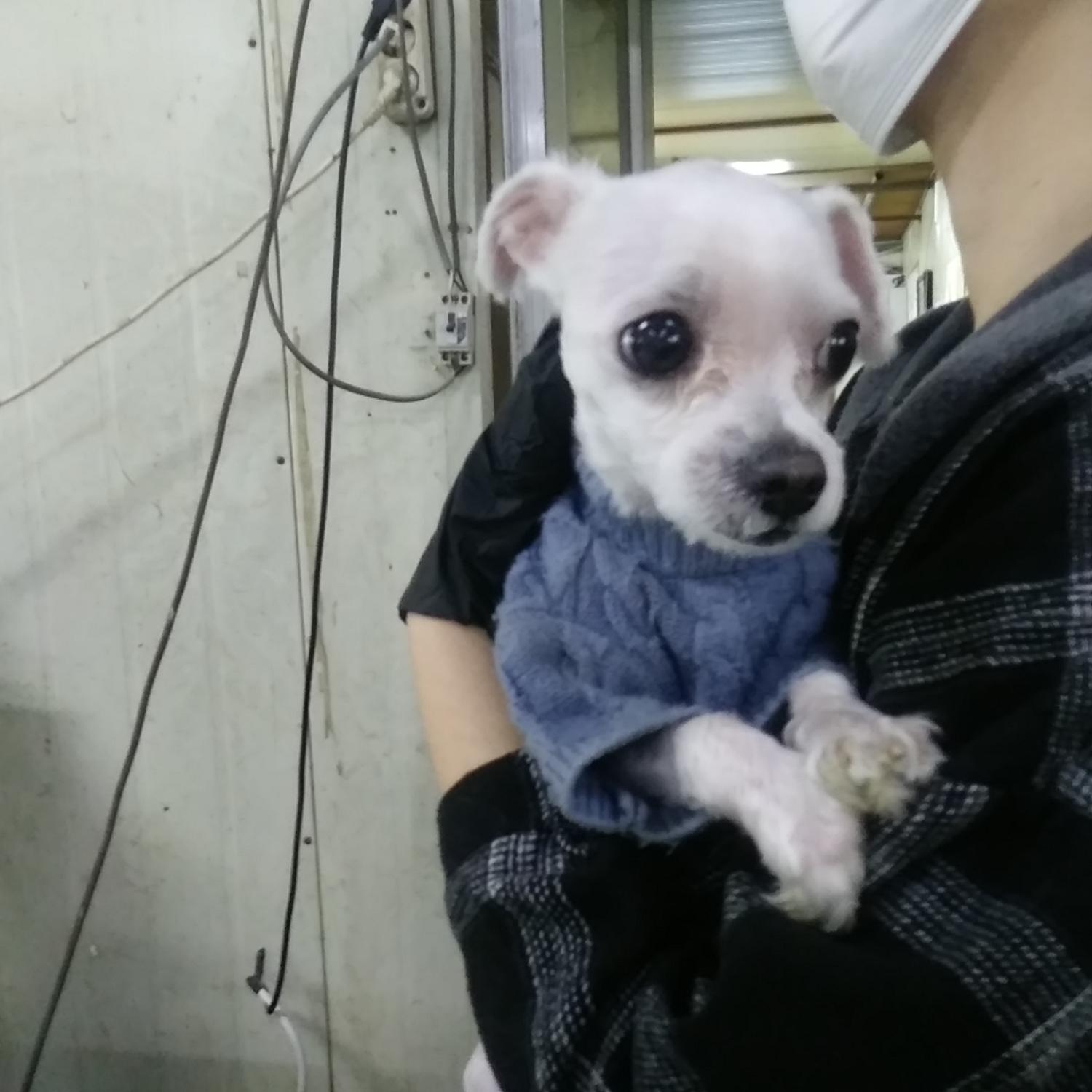 인천광역시수의사회_428351202400217