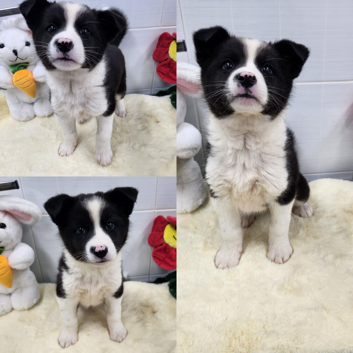 경주동물사랑보호센터_447505202400286