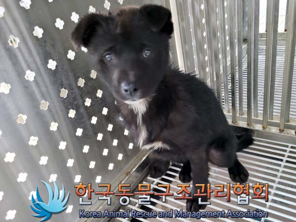한국동물구조관리협회_441414202400212