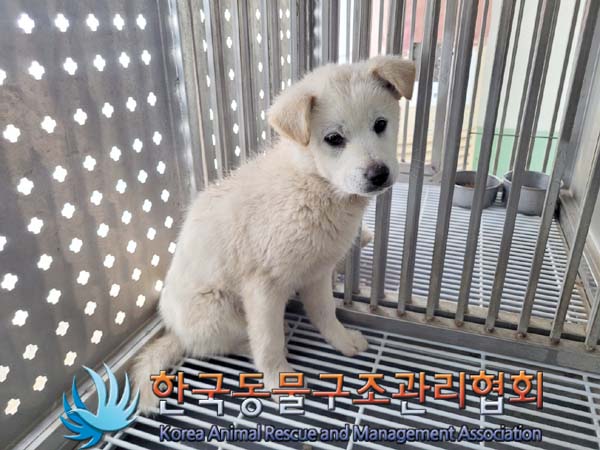 한국동물구조관리협회_441414202400205
