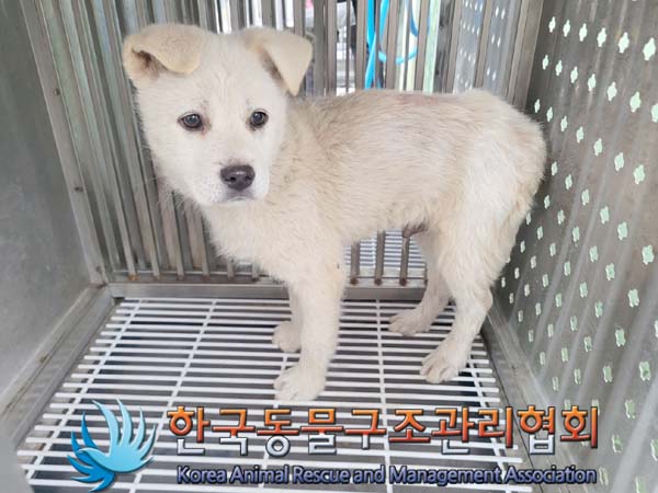종료(안락사) 믹스…