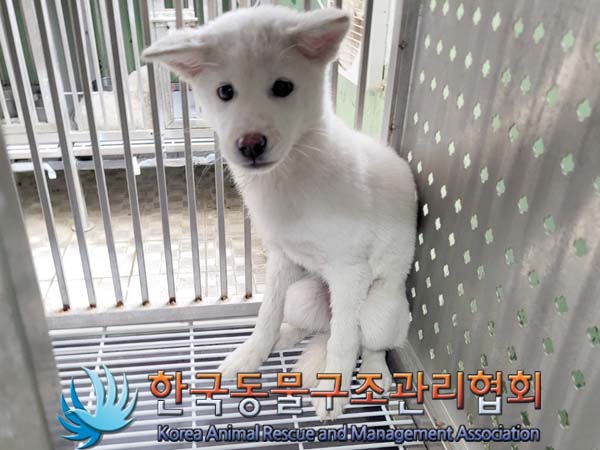종료(안락사) 믹스…