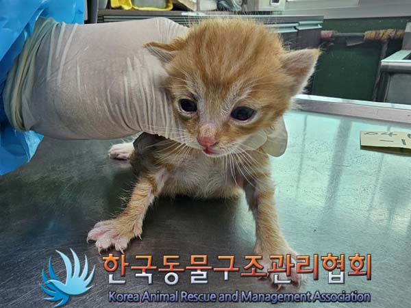 한국동물구조관리협회_411317202400106