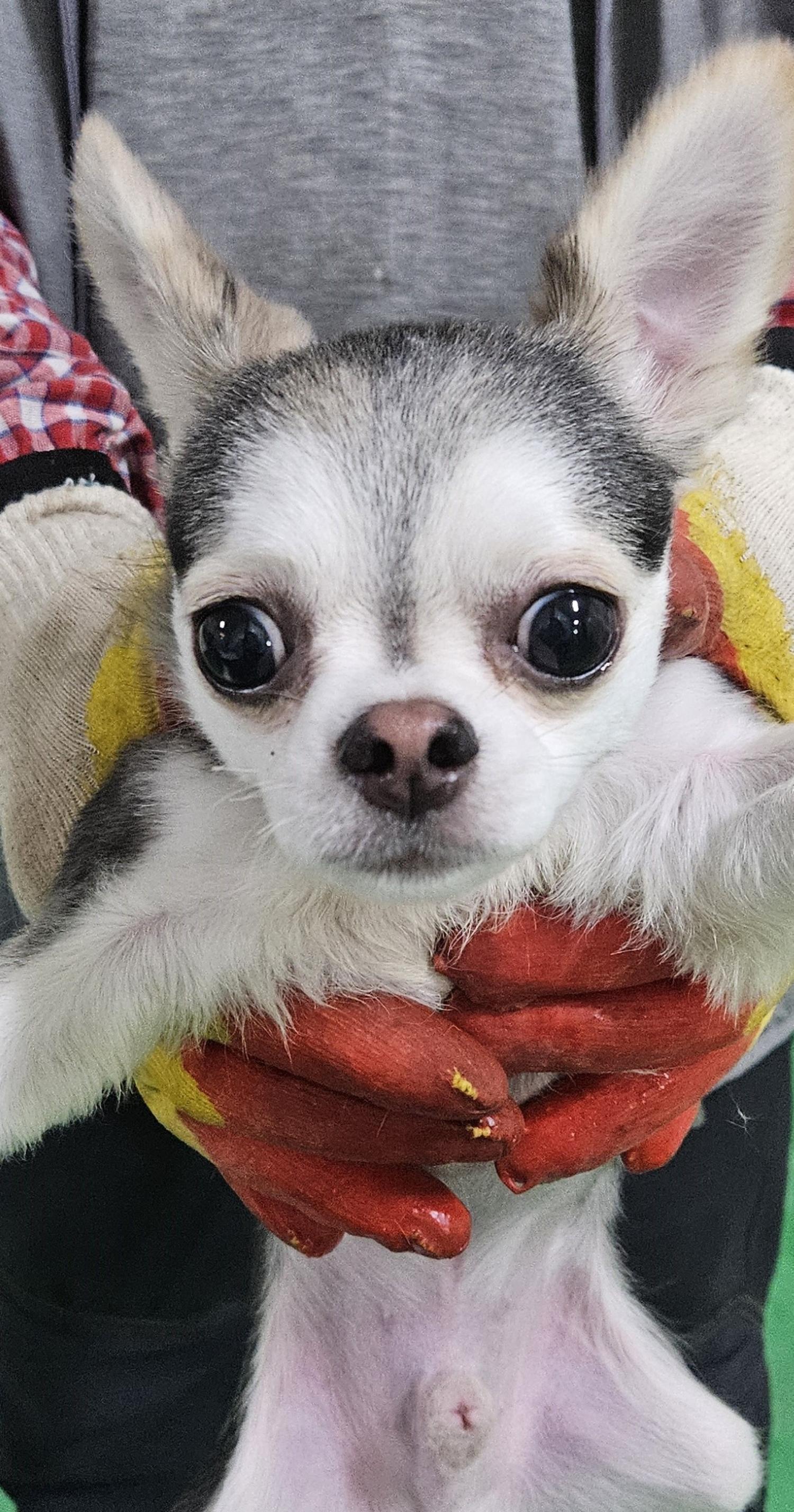 종료(반환) 믹스견…