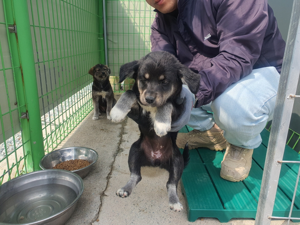진도군임시보호소_446500202400126