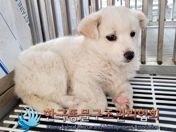 종료(안락사) 믹스…